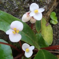 Begonia tenera Dryand.